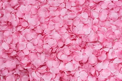 цветки, розовые лепестки, лепесточки, розовые