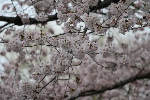 сакура, цветы, ветки, деревья, весна, светлые