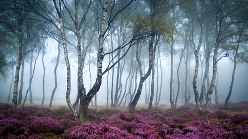 лес, деревья, берёзы, туман, цветы, серые, фиолетовые