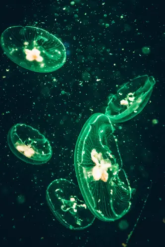 медуза, медузы, подводный мир, подводное царство, абстракция, зеленые, черные