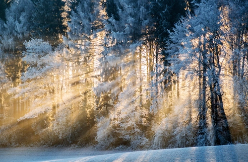 природа, снег, солнечные лучи, зима, голубые, деревья