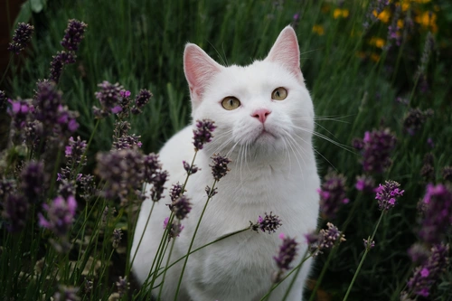 кот, кошка, животные, домашние животные, звери, белые, розовые, зеленые