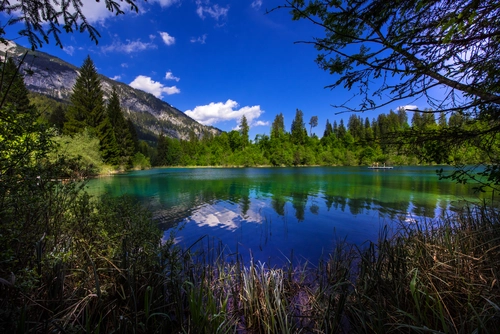 заросли, озеро, природа, лес, зеленые, синие, отражение, швейцария