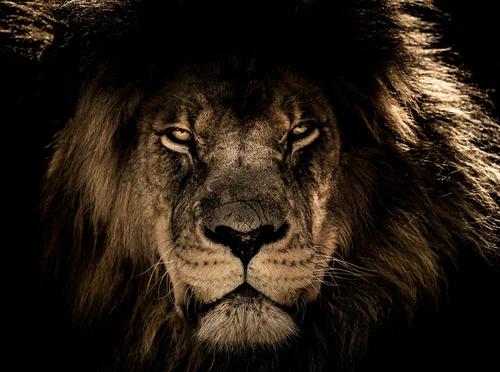 хищник, лев, звери, зоопарк, царь зверей, шерсть, глаза, темные, черные, коричневые, бежевые