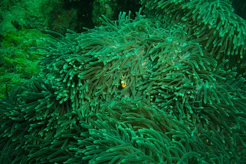 водоросли, океан, подводный мир, рыбка, зеленые