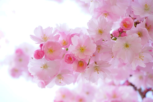 сакура, цветы, дерево, весна, цветение, розовые, белые