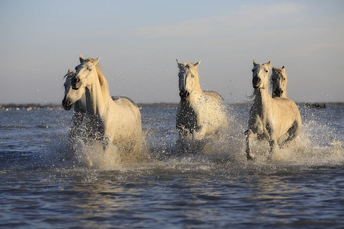 лошадь, лошади, животные, табун, бег, брызги, вода, река, голубые, белые