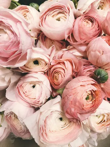 цветы, цветок, пионы, розовый, розовые