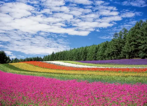 поле, цветочное поле, цветы, пейзаж, сиреневый, розовый, салатовый, голубой, сиреневые, розовые, салатовые, голубые, лес, небо, облака