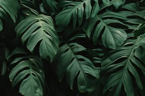 лист, листья, зеленый, зеленые, крупный план