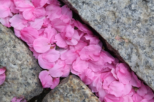 камень, весна, сакура, листки, розовые, серые