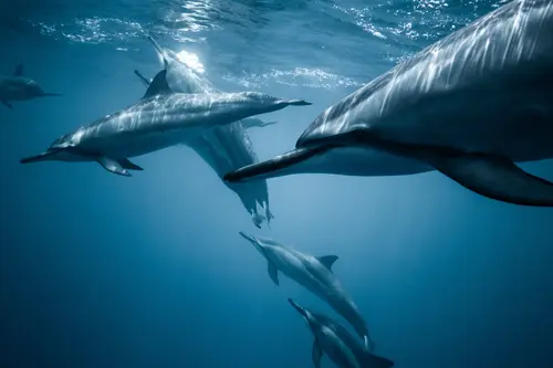 дельфин, дельфины, подводный мир, подводное цаство, море, океан, вода, синие