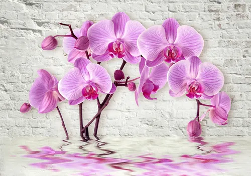 3d, 3д,  орхидея, орхидеи, ветка, стена, кирпич, кирпичи, бутоны, отражение
