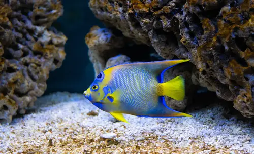 рыбка, аквариум, подводный мир, бежевые, желтые, синие
