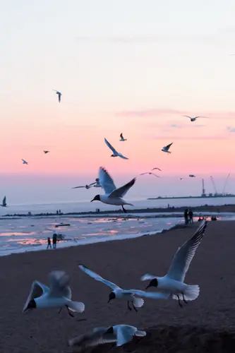 чайки, чайка, птицы, волны, вода, море, закат, небо, розовые, голубые