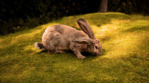 природа, животные, кролик, заяц, поляна, трава, лес, зелёные, бежевые