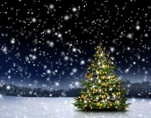 елка, снег, зима, ночь, дерево, белые, черные, зеленые