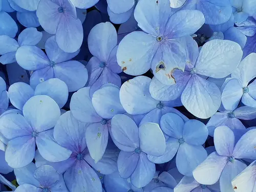 цветы, лепестки, растительностиь, сиреневые, фиолетовые, голубые