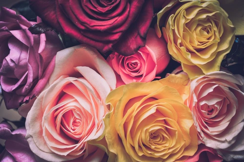 цветок, цветы, роза, крупный план, розовый, розовые, фиолетовый, фиолетовые, персиковый, персиковые, розы