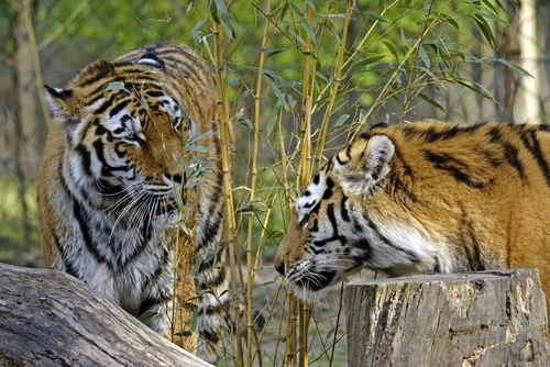 тигры, животные, хищник, бамбук, природа, коричневые, черные, зеленые