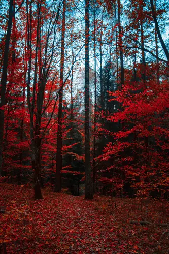 природа, пейзаж, лес, осенний лес, осень, деревья, листья, красный, коричневый, красные, коричневые