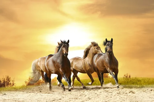 животные, лошади, кони, коричневые, бежевые, жёлтые, песок