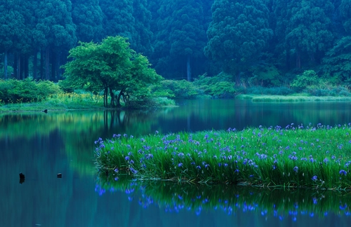 река, дерево, лес, камыши, зеленые, природа, япония