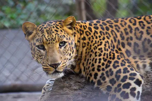 леопард, животные, хищные, бежевые черные, коричневые