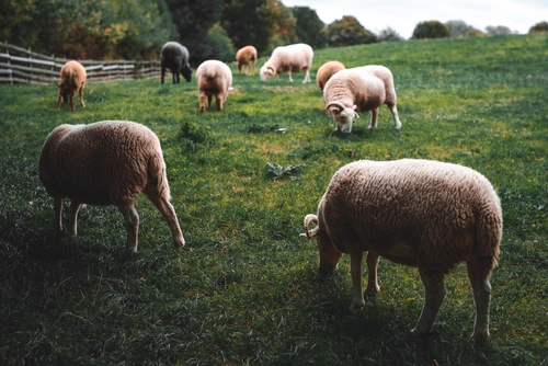 овцы, овечки, овца, животные, баран, поле, пастбище, лес, зеленые, бежевые