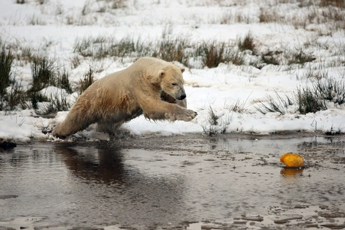 медвевь, охота, река, зима, снег, животные, белые, серые