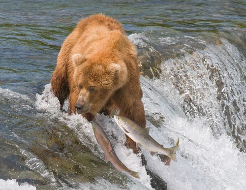 река, ловля, медведь, лосось, рыба, животные, серые, коричневые