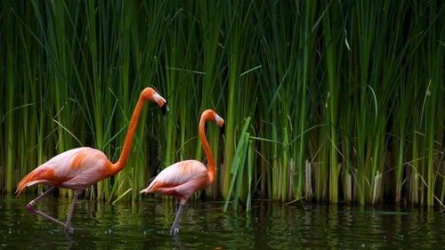 фламинго, тросник, природа, вода