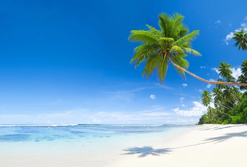 пальма, песок, берег, пляж, острова, мальдивы, синие, голубые, зеленые, коричневые