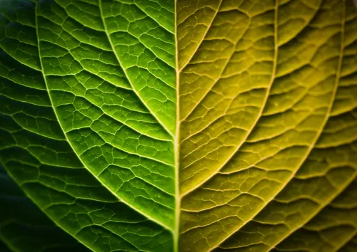 берёзовый лист, растение, изменение, времена года, зелёные, жёлтые