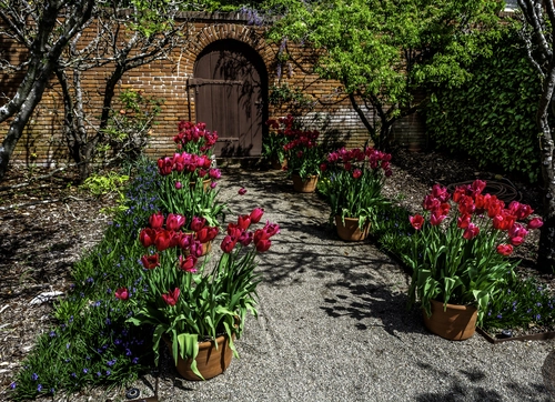 дом, дверь, весна, тюльпаны, красные, коричневые, зеленые
