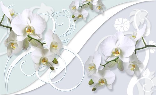 цветы, белые орхидеи, узоры, лепестки, белые