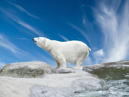 животные, белый медведь, северный полюс, небо, снег, камни, мороз, голубые, белые