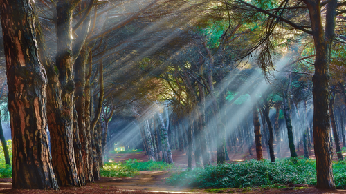свет, лучи, лес, деревья, зеленые, природа, дорога