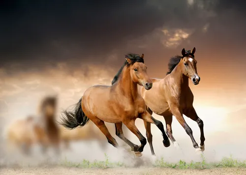 животные, лошади, кони, коричневые, бежевые