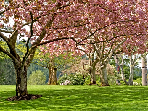 деревья, цветение, лес, весна, коричневые, зеленые, розовые