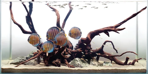 аквариум тропических рыб