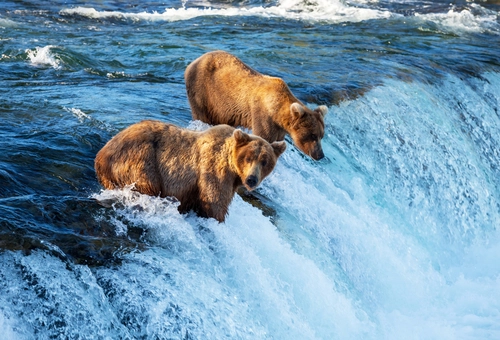 медведи, бурые, природа, река, охота, синие, коричневые