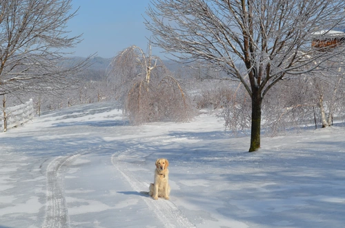 лабрадор, собака, деревья, дорога, бежевые, белые, зима