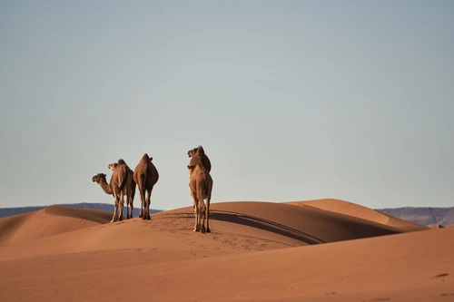караван, верблюд, звери, животные, пустыня, песок, бежевые, серые