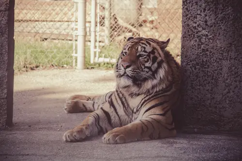 тигр, животные, хищники, зоопарк, серые