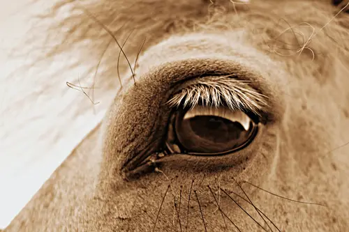 глаз, лошадь, бежевые