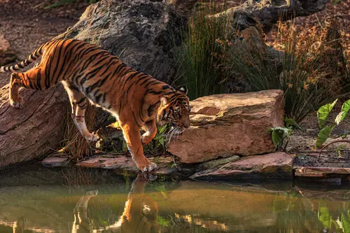тигр, хищник, вода, река, отражение, лес, природа, коричневые, бежевые, оранжевые, трава, деревья