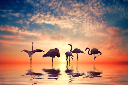 фламинго, птицы, розовый, фотоарт, водоем, закат