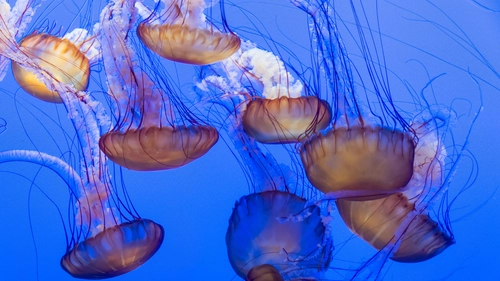 природа, море, океан, медузы, синие, голубые, фиолетовые