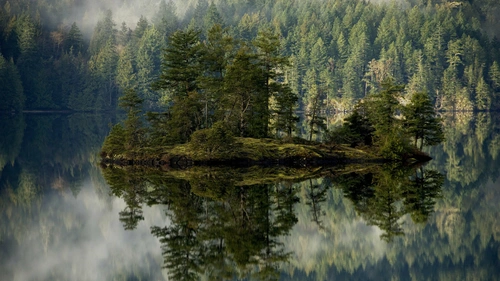 лес, деревья, озеро, островок, вода, туман, отражение, заповедник, зелёные, серые
